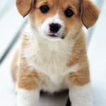 puppy