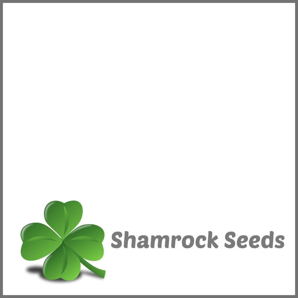 shamrock seeds