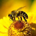 5 Effective Ways to Get Rid of Bees Naturally?