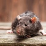 The Most Effective Way To Keep Rats Out Of Your Pantry