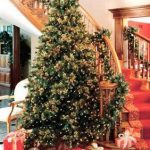 Christmas Tree Shopping tips from a Master Gardener