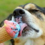 Is Ice Cream Healthy for Dogs? 4 Ice Cream Alternatives