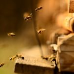 The Surprising Amount Of Property Damage Caused By Bees